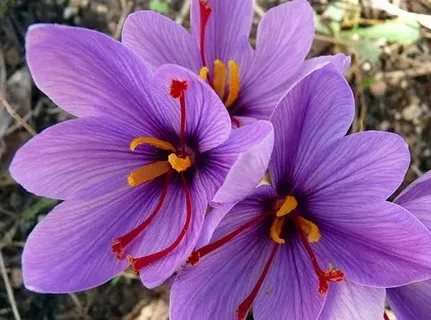 تصویر 2 از زعفران وحشی مازندران ممتاز با رشته‌ های درشت و رنگ روشن